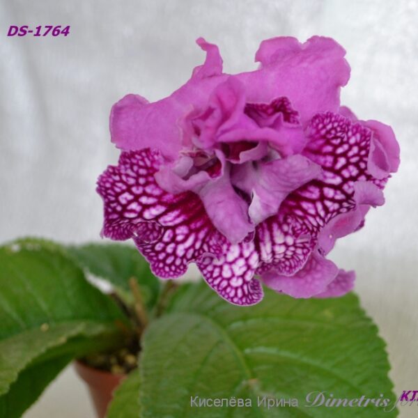 ds_1764_504