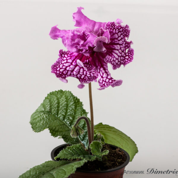 ds_1764_951