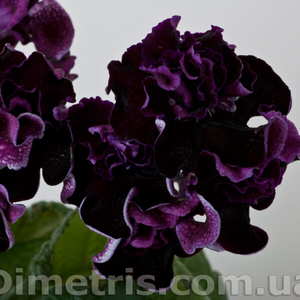 ds_1769_1_766