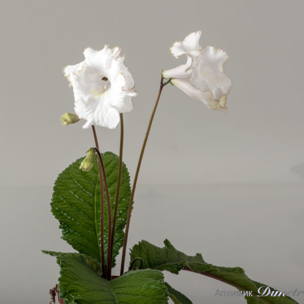 ds_1776__129