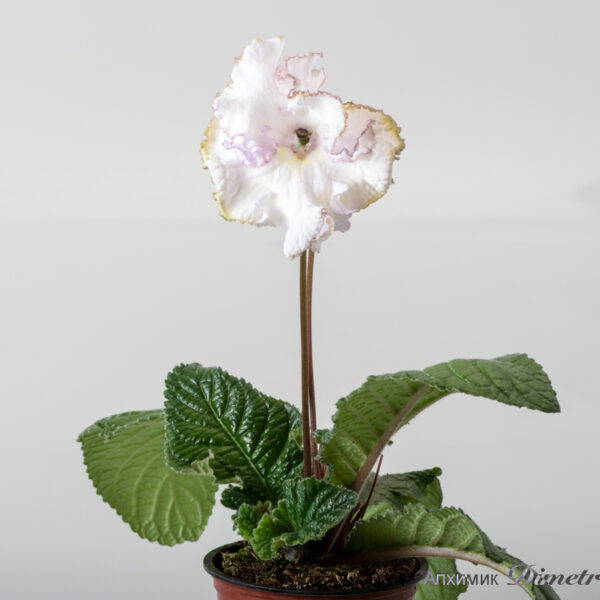 ds_1776__156