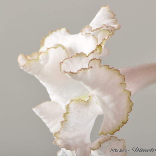 ds_1776__182