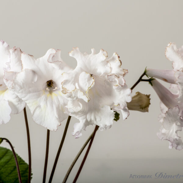 ds_1776__187