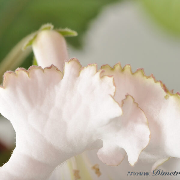 ds_1776__242