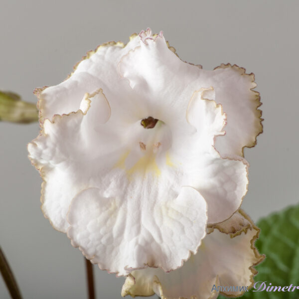 ds_1776_oe_234