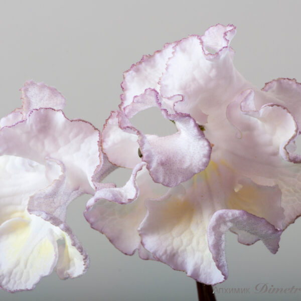 ds_1779__110