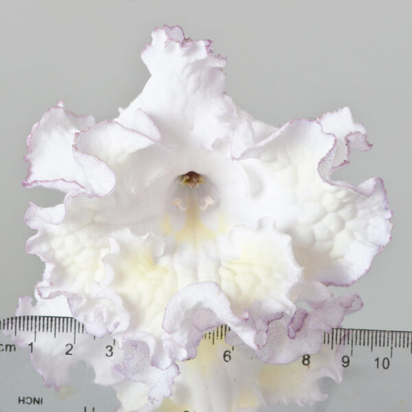 ds_1779__141