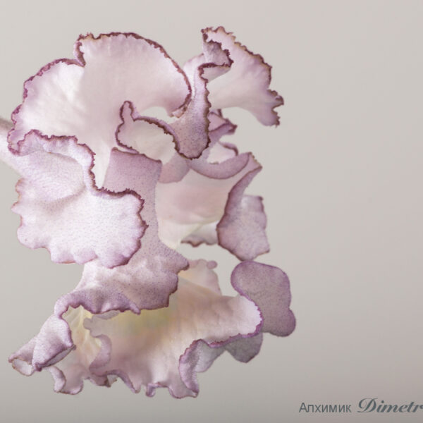 ds_1779equalequal_336