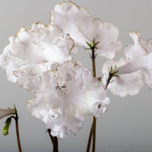 ds_1794_940