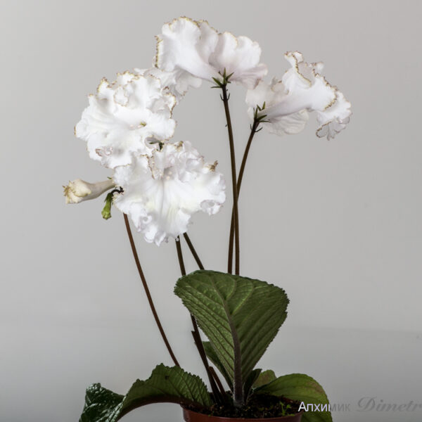 ds_1794_equal__739