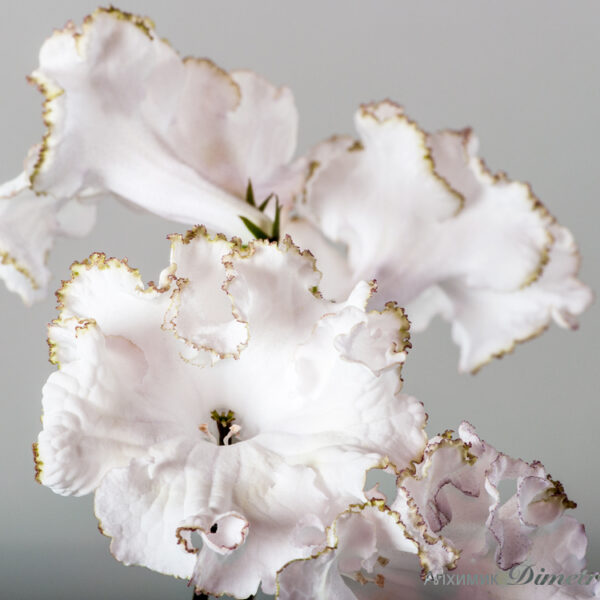ds_1794equal_171