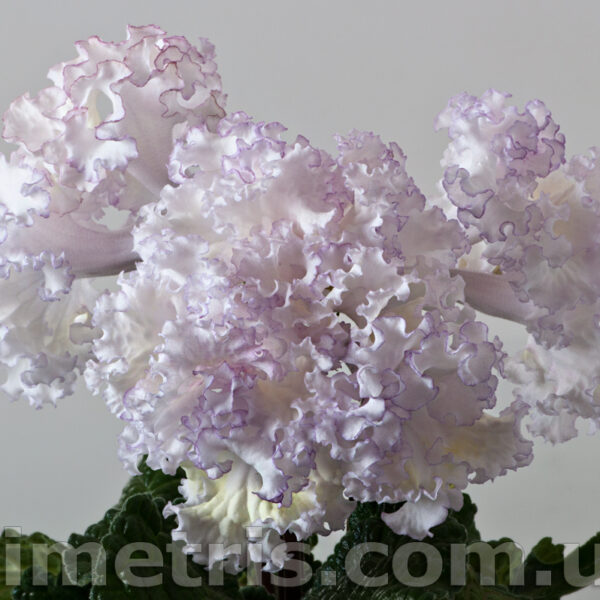 ds_1795_1_971