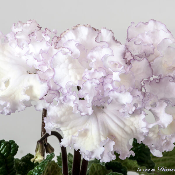 ds_1795__893