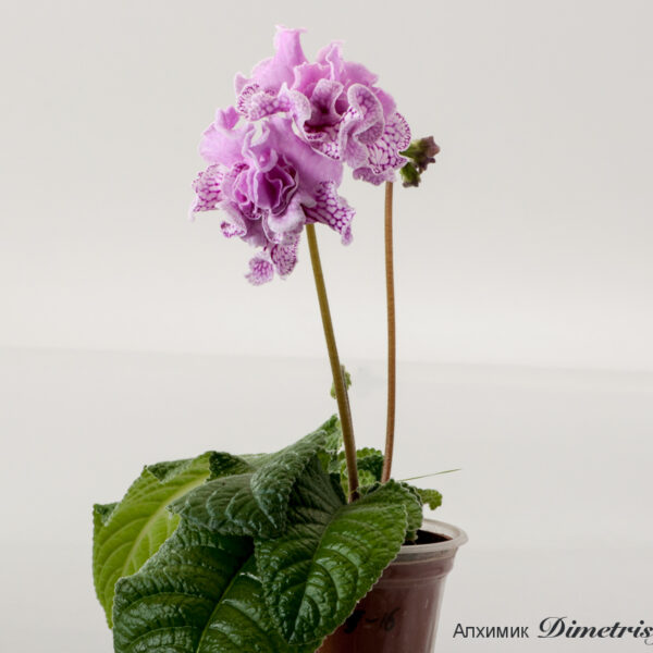 ds_1796__104