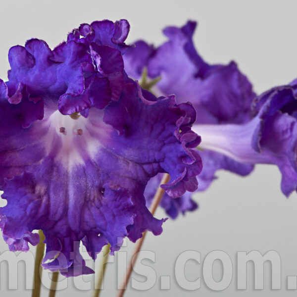 ds_1805_1_208 ds_1805_1_208