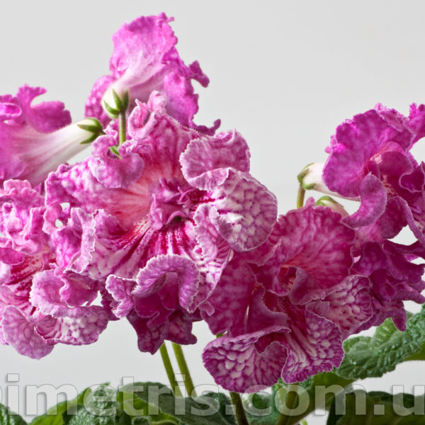 ds_1812_1_207