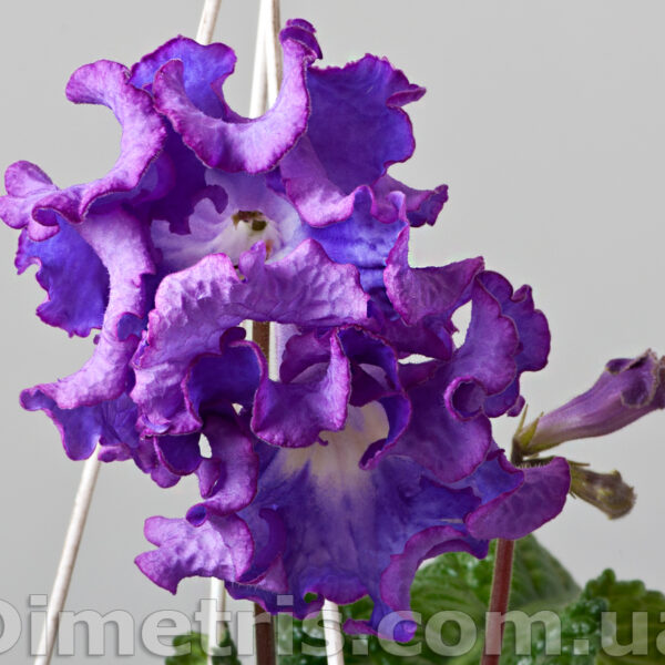 ds_1824_2_620
