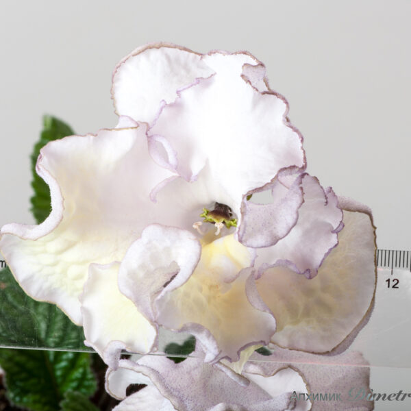 ds_1828equalequal_189