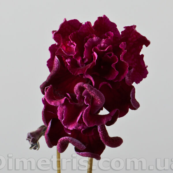 ds_1833_3_919