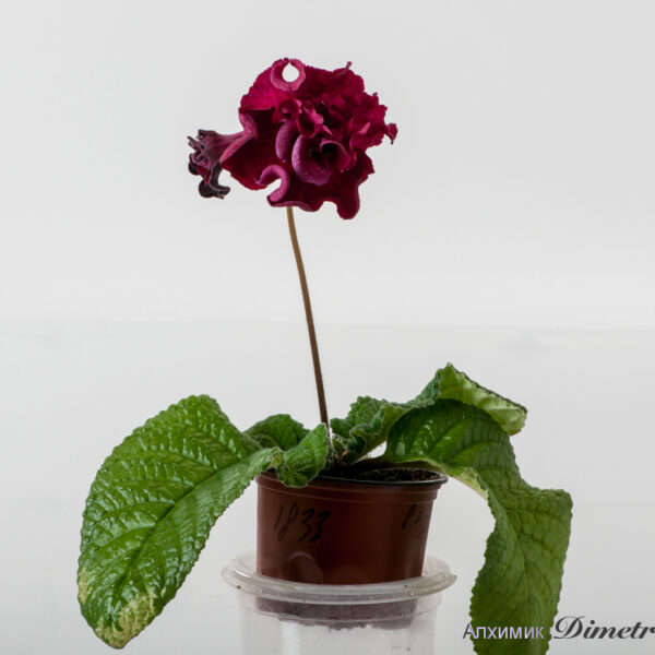 ds_1833__172