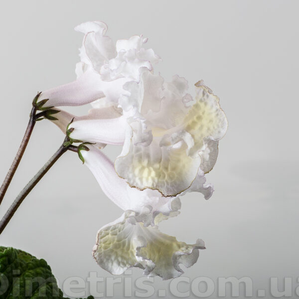 ds_1846_411