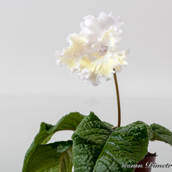 ds_1853equalequal_383