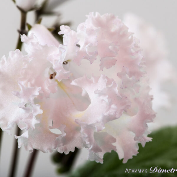 ds_1868__140
