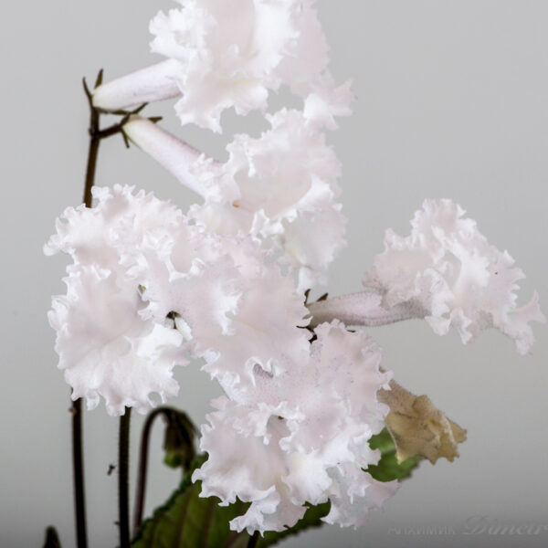 ds_1868__169