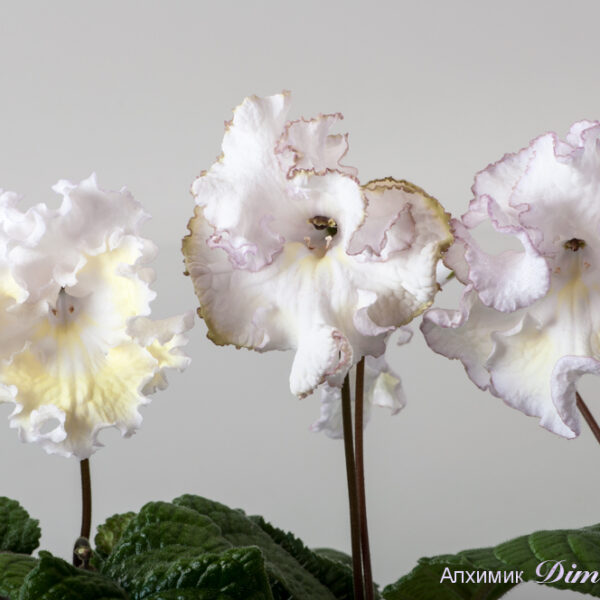ds_1873_1776_1779_146