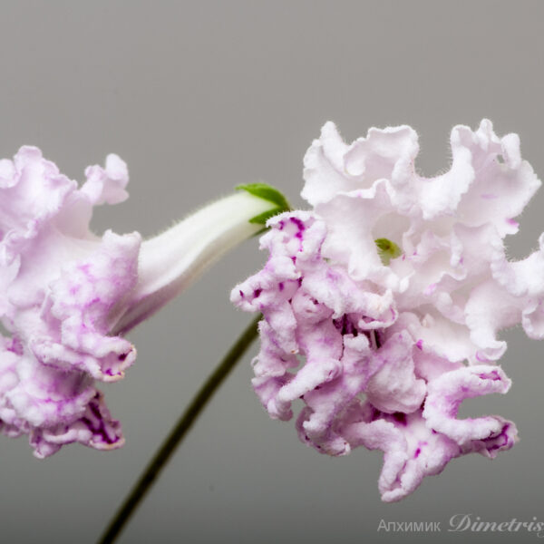 ds_1882_178