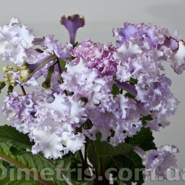 ds_1890_817