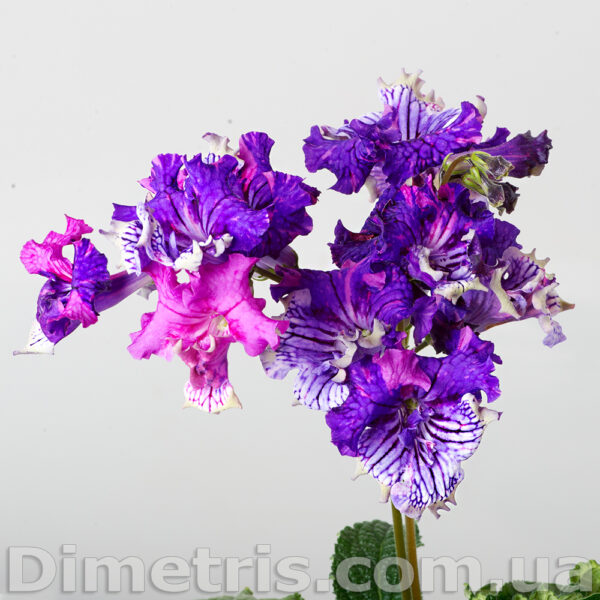 ds_1895_879