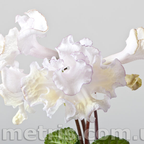 ds_1905_1_102