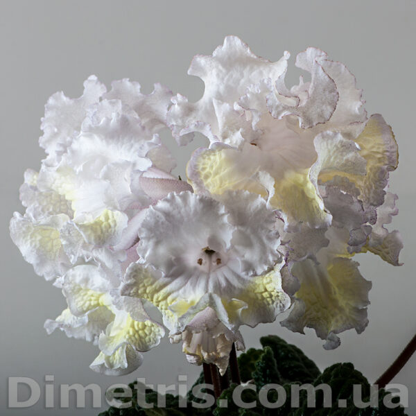 ds_1905_1_254