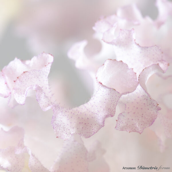 ds_1905_428