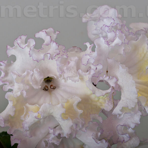 ds_1905_6_203