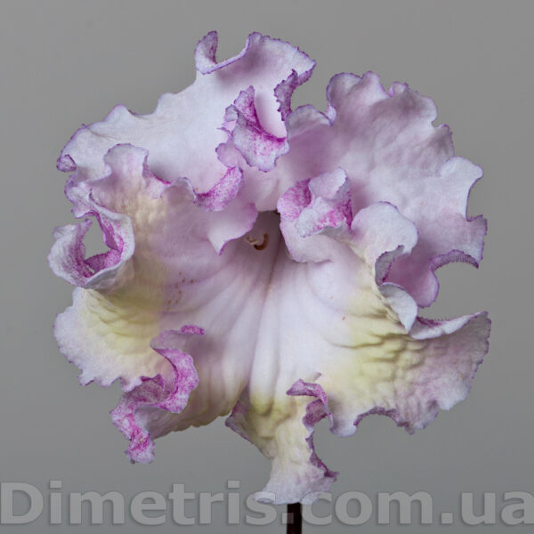ds_1905_7_178