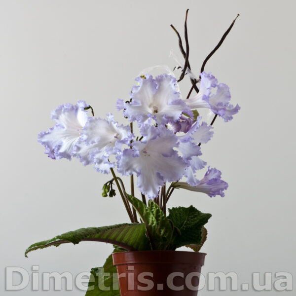 ds_1907_1_975