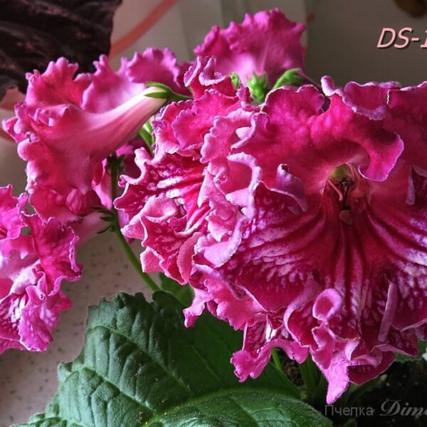 ds_1920_2_739