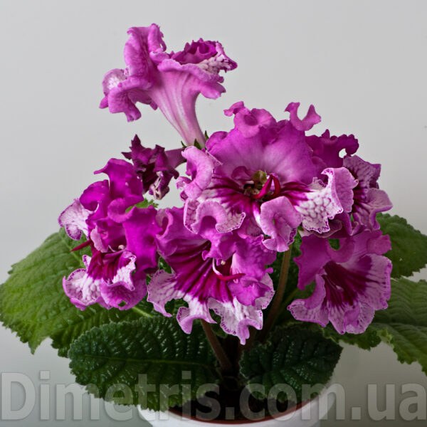 ds_1938_1_188
