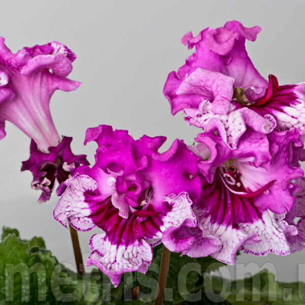 ds_1938_2_715