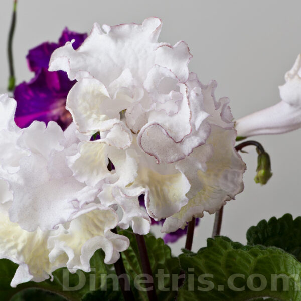 ds_1975_111