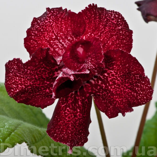 ds_1979_167