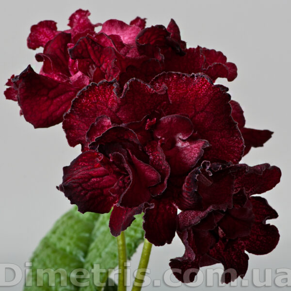 ds_1986_828