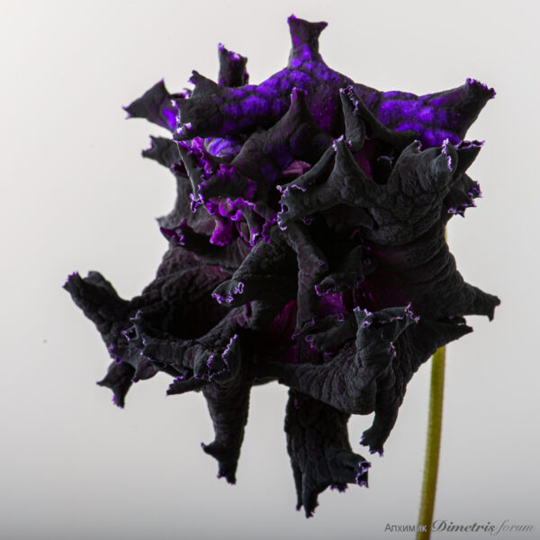 ds_1_758