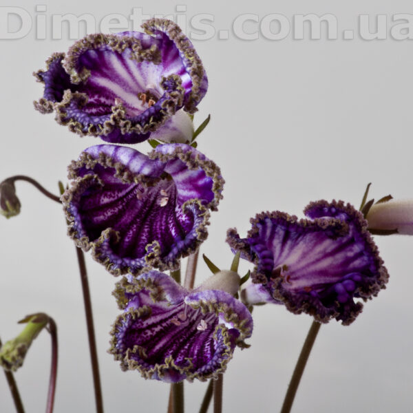 ds_2013_155