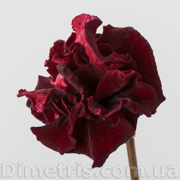 ds_2014_1_171