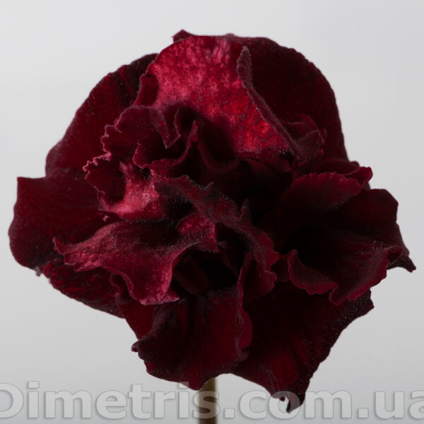 ds_2014_2_304
