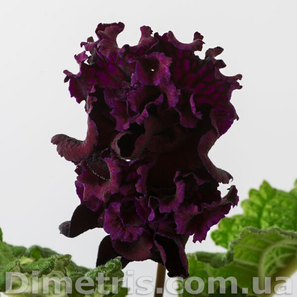 ds_2027_3_177