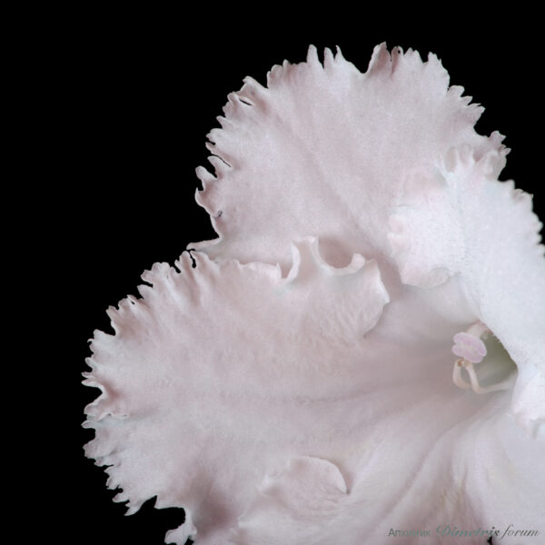 ds_2033__121